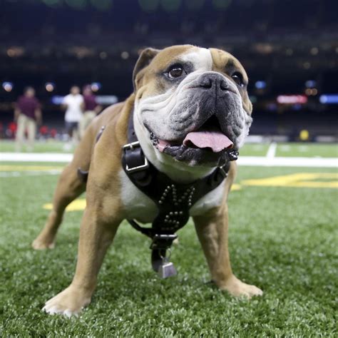 Bulldog Power: How Mississippi State's Mascot Brings Energy to the Stadium